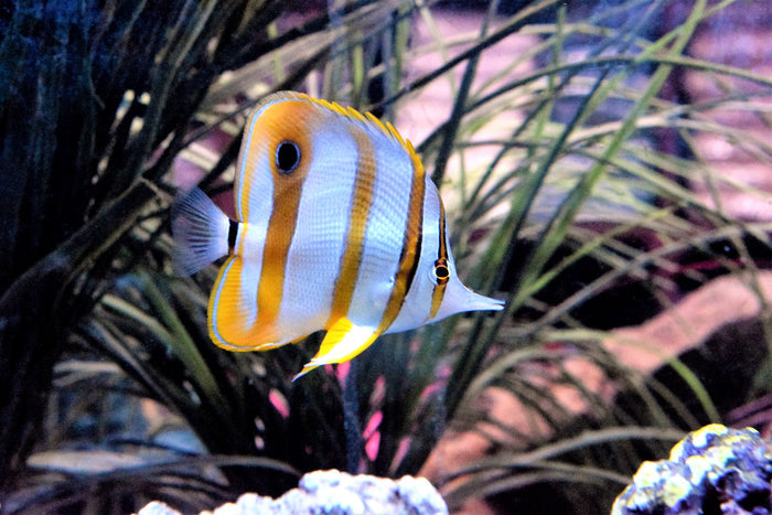 Copperband Butterfly