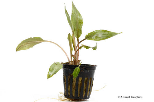 Cryptocoryne Undulata Potted