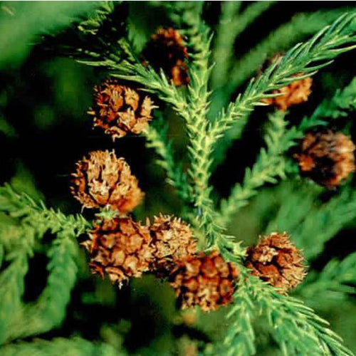 Cryptomeria fortunei & Cryptomeria Seeds