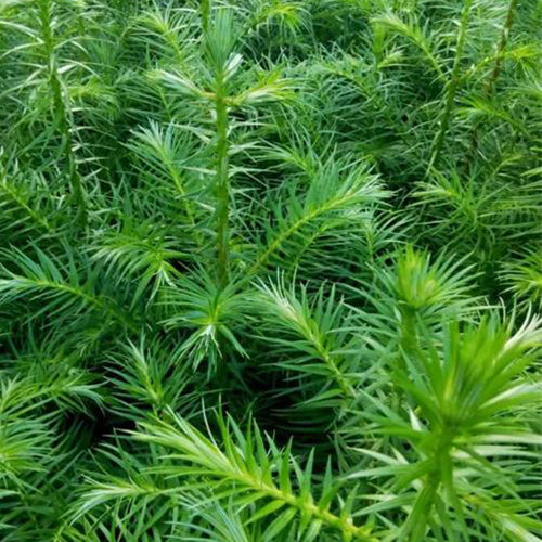 Cunninghamia lanceolata & Thorn fir Seeds