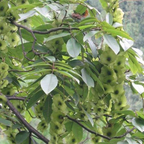 Cyclocarya paliurus & Wheel wingnut Seeds