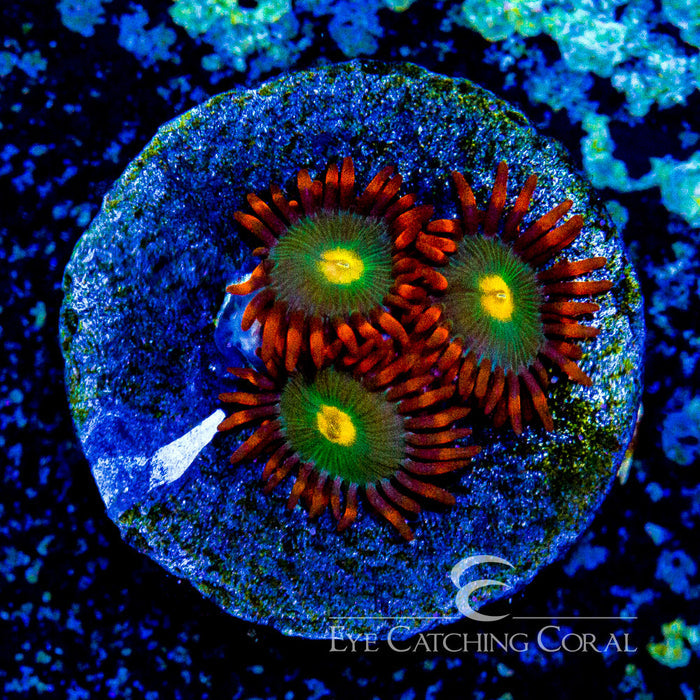 ECC Gatorade Zoanthid Frag (4 Polyp Average)