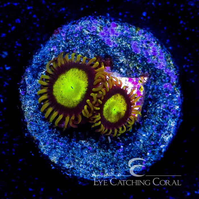ECC King Midas Zoanthid Frag (4 Polyp Average)