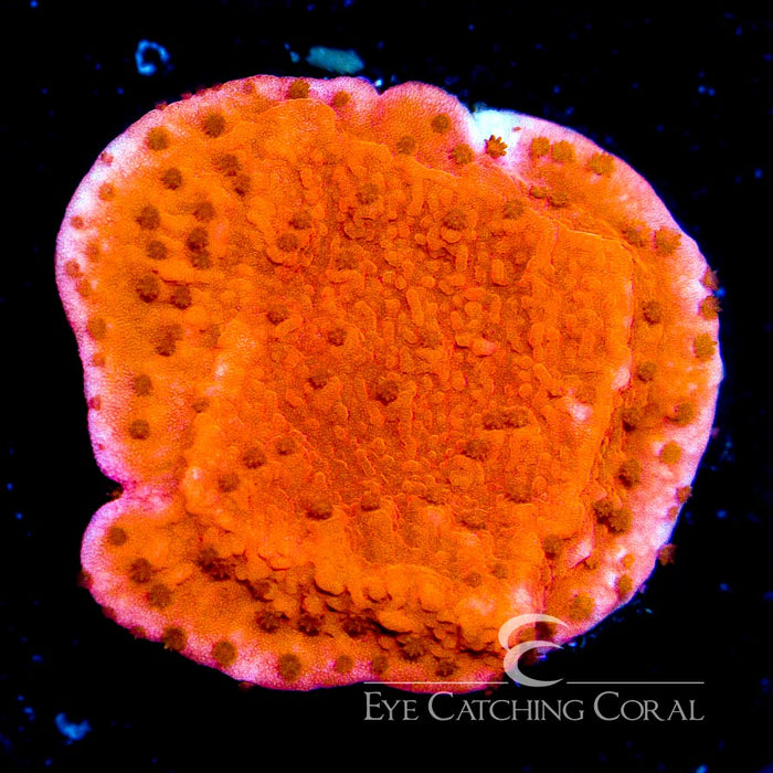 ECC Red Cap Montipora Frag