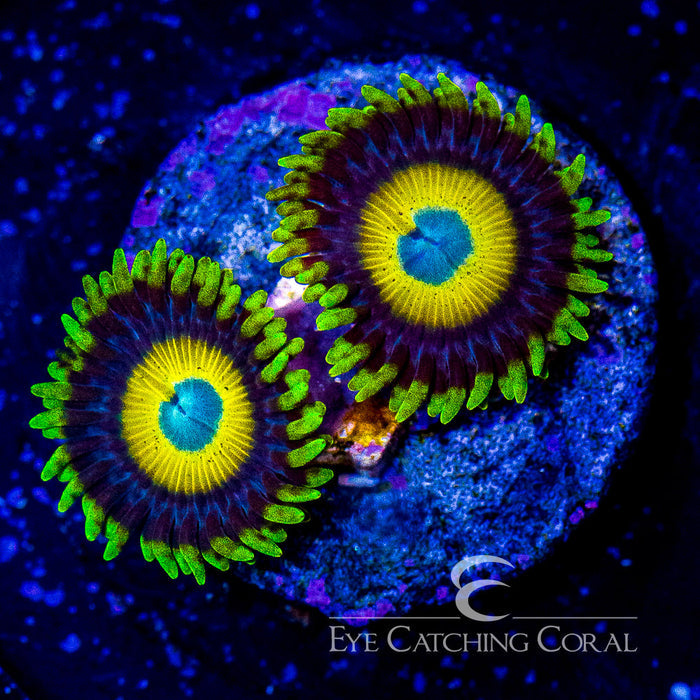 ECC Scrambled Egg Zoanthid Frag (4 Polyp Average)
