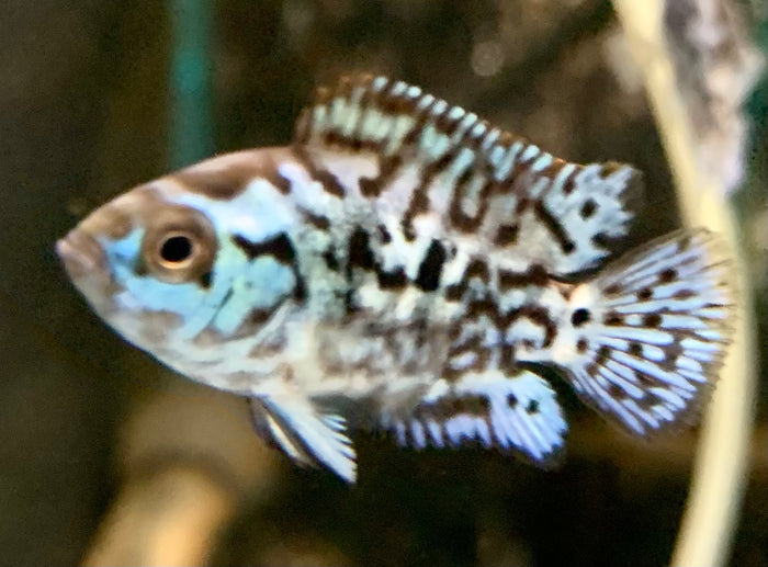 Electric Blue Jack Dempsey Cichlid 1"