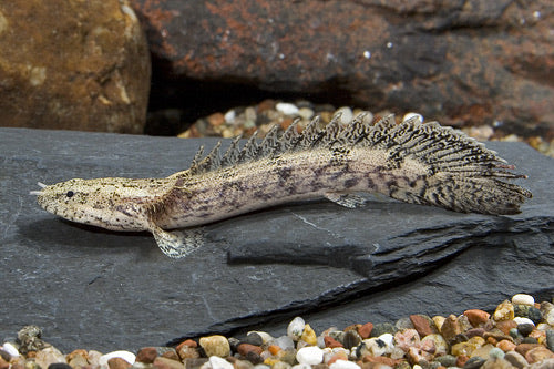 Endlicheri Polypterus 3-4"