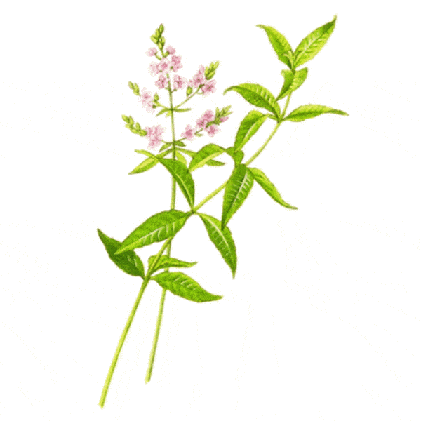 EO Lemon Verbena Essential Oil 50 mls