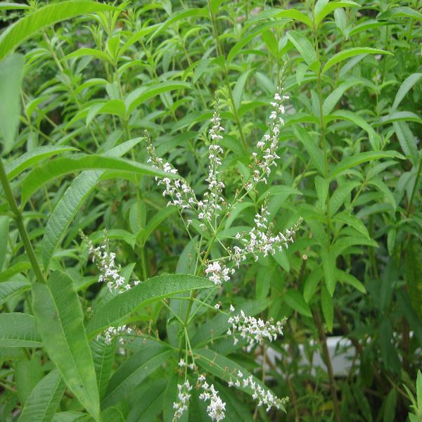EO Lemon Verbena Essential Oil 50 mls