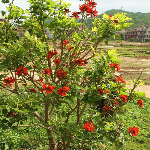 Erythrina crista-galli & Cockspur coral tree Seeds