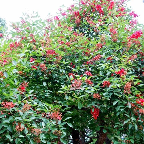 Erythrina crista-galli & Cockspur coral tree Seeds