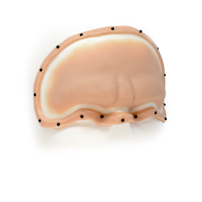 Female Neanderthal Forehead