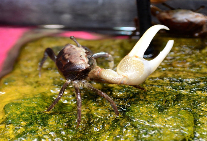 Fiddler Crab