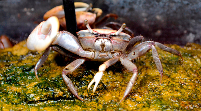 Fiddler Crab