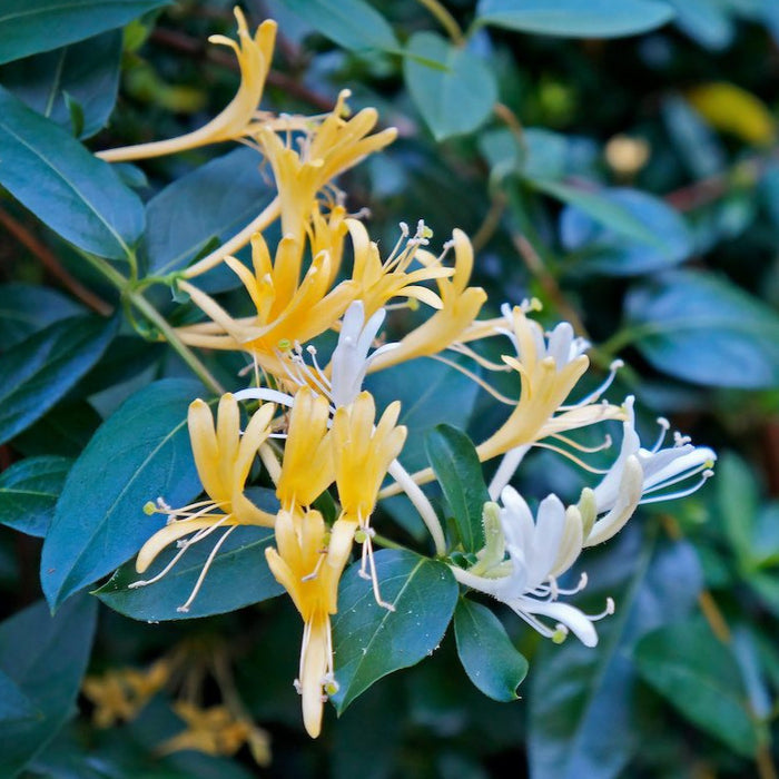 Fragrance Bulk Honeysuckle 500 mls