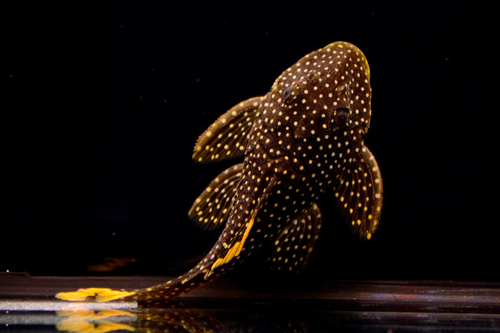 Gold Nugget Pleco (L-018)