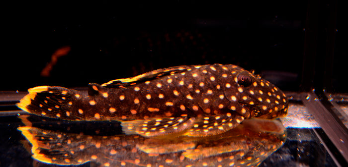 Gold Nugget Pleco (L-018)