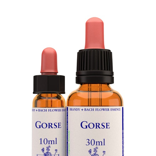 Gorse