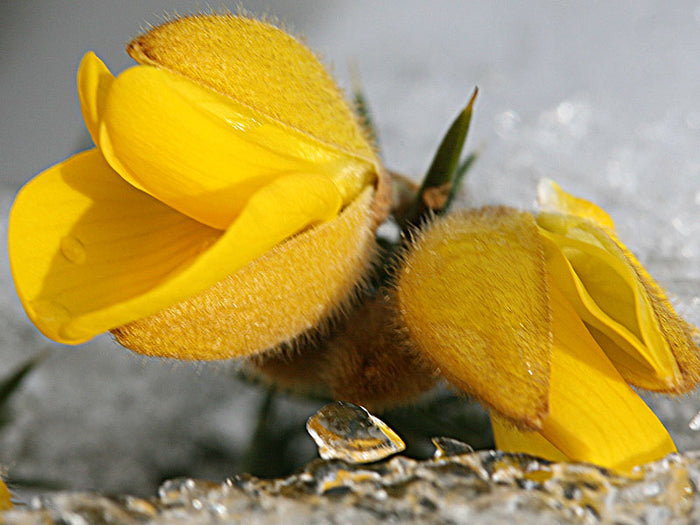 Gorse