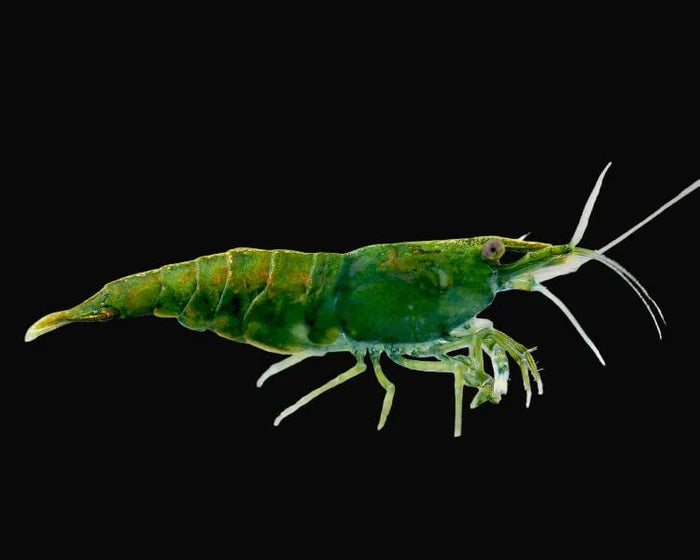 Green Jade Shrimp