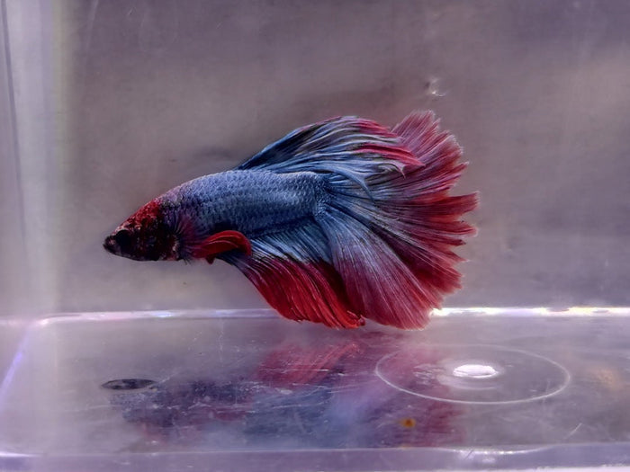 Halfmoon Betta Male BT2A