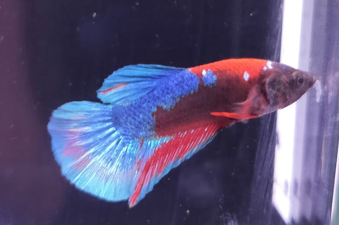 Hellboy Plakat Betta Male BT1D