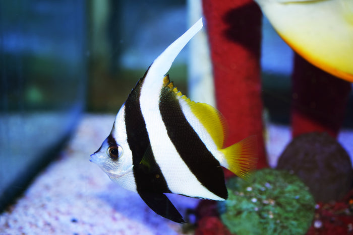 Heniochus Butterfly
