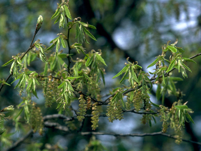 Hornbeam