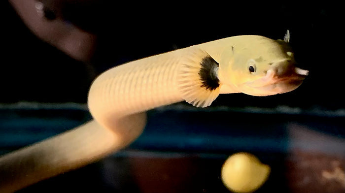 Rope Fish