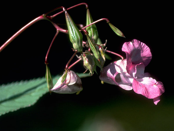 Impatiens