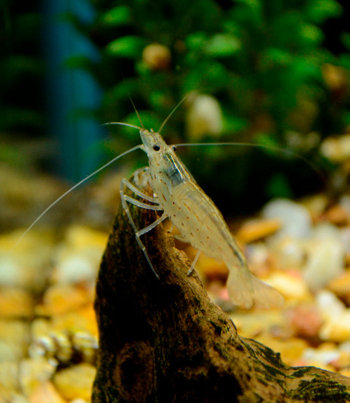 Japonica Shrimp - Takashi Amano