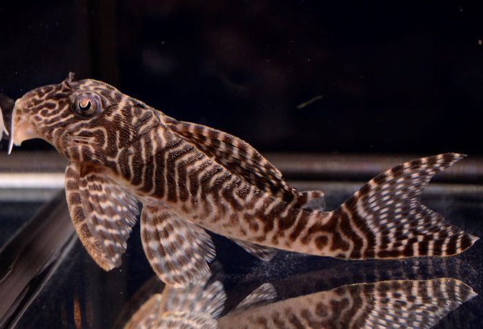 King Tiger Pleco (L-066)