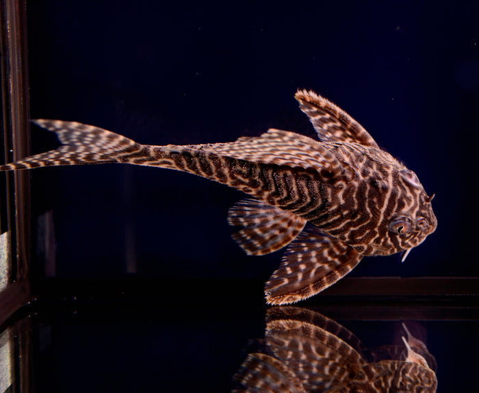 King Tiger Pleco (L-066)