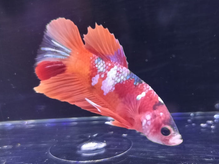 Koi Betta Male BT1A