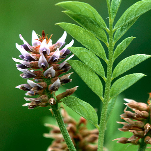 Liqorice Root Tincture