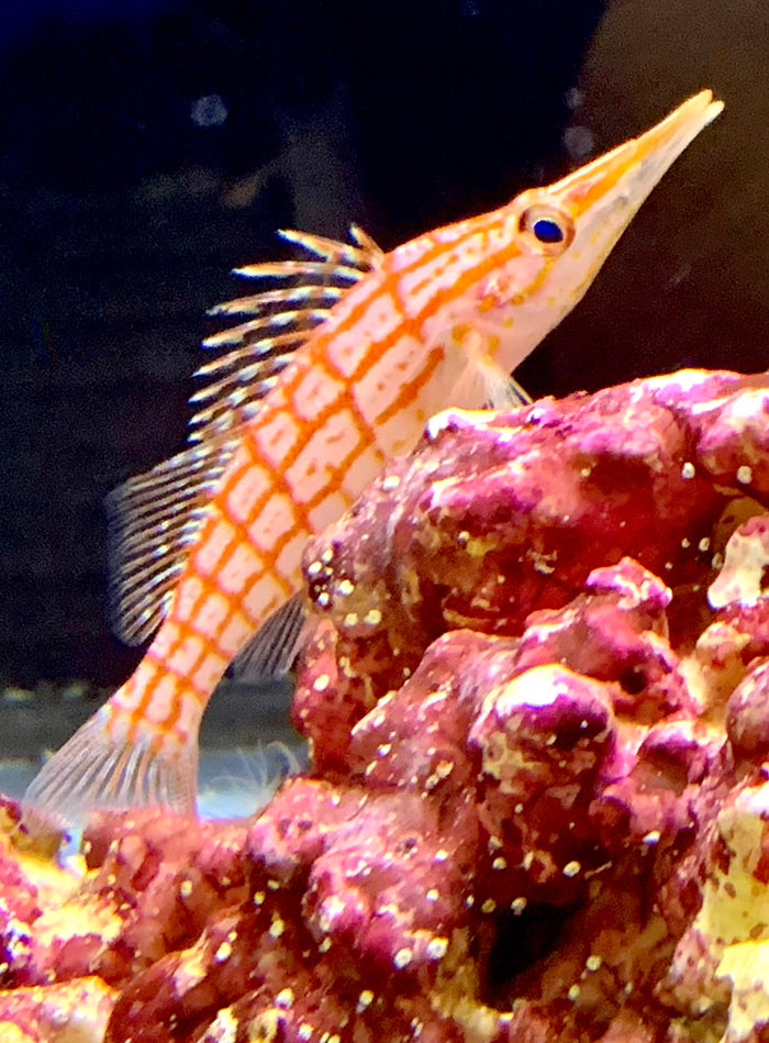Longnose Hawkfish