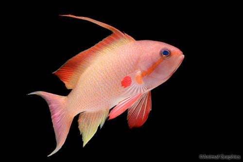 Lyretail Anthias (Male)