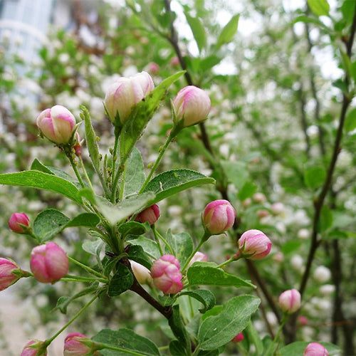 Malus-baccata-Siberian-crab-apple-Seeds