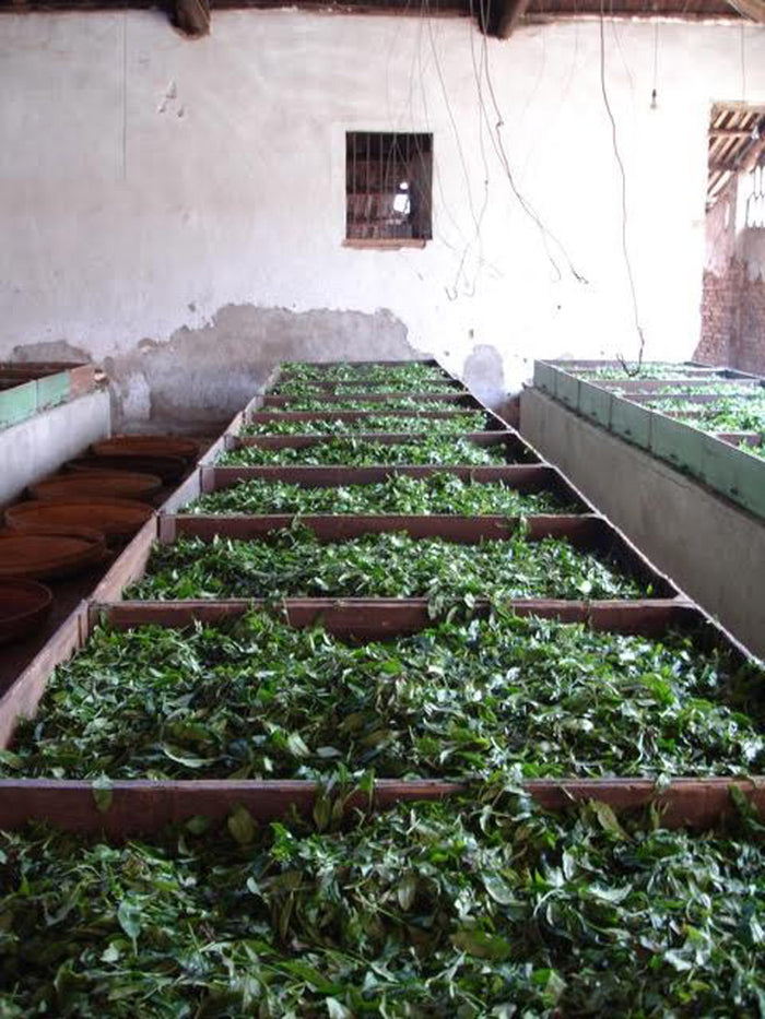 Mao Feng Black Tea withering