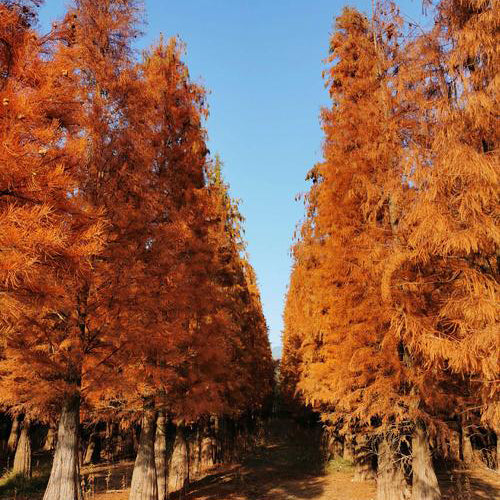 Metasequoia glyptostroboides & Dawn redwood Seeds