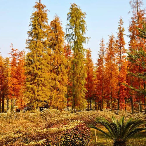 Metasequoia glyptostroboides & Dawn redwood Seeds
