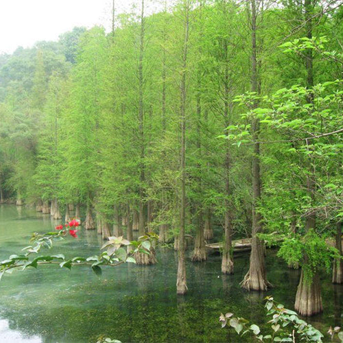 Metasequoia glyptostroboides & Dawn redwood Seeds