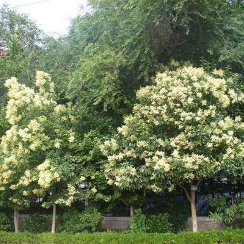 Michelia-figo-Banana-shrub-Seeds