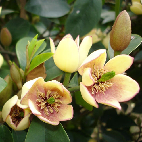 Michelia-figo-Banana-shrub-Seeds