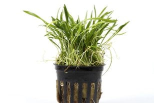 Micro Sword Potted