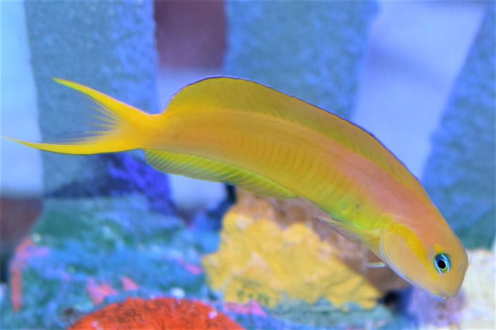 Midas Blenny