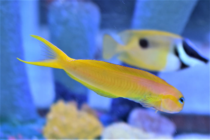 Midas Blenny