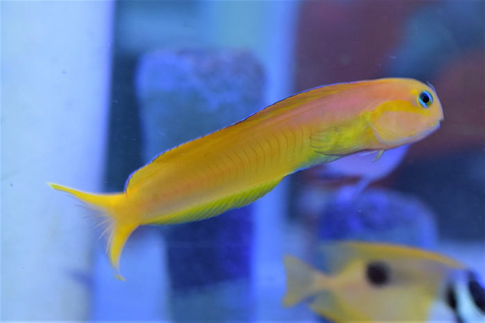 Midas Blenny