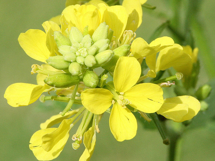 Mustard