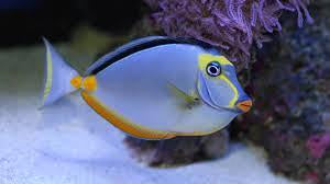 Naso Tang 6-7” Male